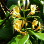 Lonicera henryi 'Copper Beauty'